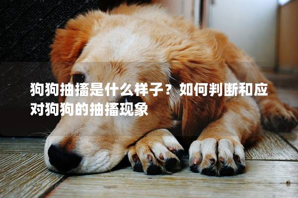 狗狗抽搐是什么樣子？如何判斷和應(yīng)對(duì)狗狗的抽搐現(xiàn)象