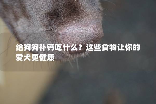 給狗狗補鈣吃什么？這些食物讓你的愛犬更健康