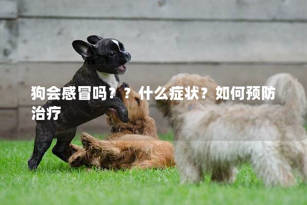 狗會感冒嗎??什么癥狀?如何預防治療 狗會感冒嗎??什么癥狀?如何預防治療