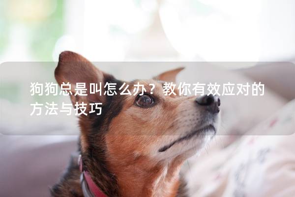 狗狗總是叫怎么辦？教你有效應對的方法與技巧
