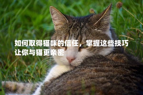 如何取得貓咪的信任，掌握這些技巧讓你與貓更親密