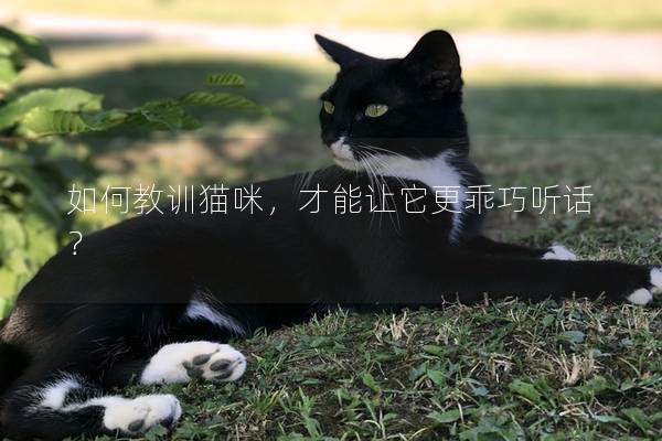 如何教訓貓咪，才能讓它更乖巧聽話？