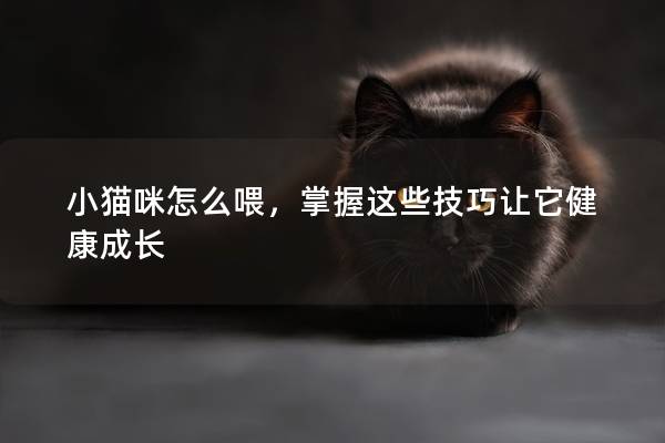 小貓咪怎么喂，掌握這些技巧讓它健康成長