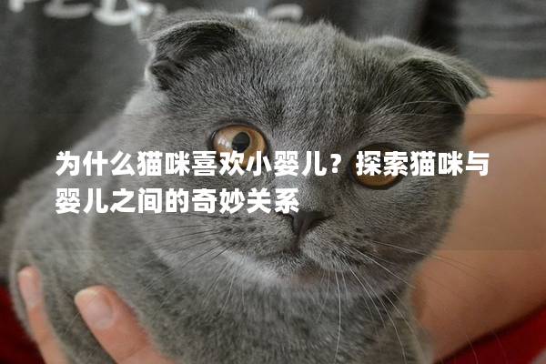 為什么貓咪喜歡小嬰兒？探索貓咪與嬰兒之間的奇妙關(guān)系