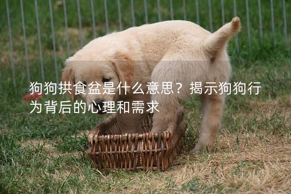 狗狗拱食盆是什么意思？揭示狗狗行為背后的心理和需求