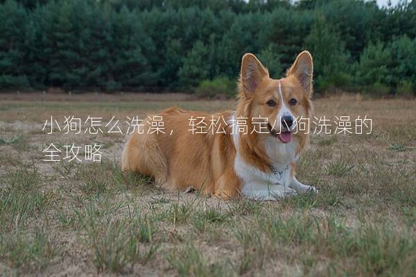 小狗怎么洗澡,輕松搞定小狗洗澡的全攻略 小狗怎么洗澡,輕松搞定小狗洗澡的全攻略
