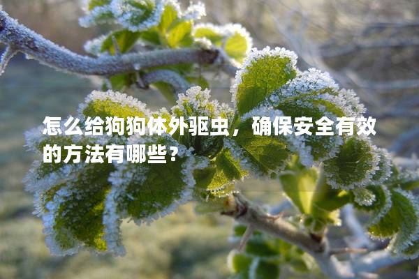 怎么給狗狗體外驅蟲，確保安全有效的方法有哪些？