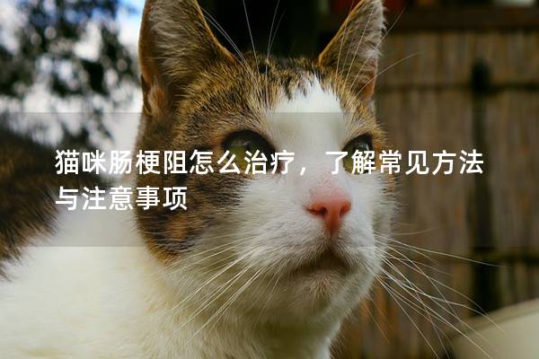 貓咪腸梗阻怎么治療，了解常見方法與注意事項
