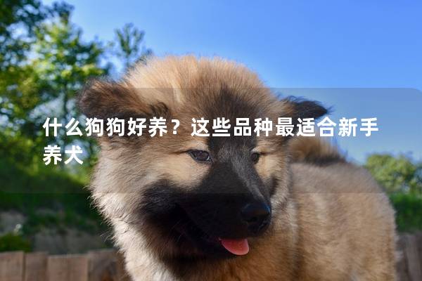 什么狗狗好養(yǎng)？這些品種最適合新手養(yǎng)犬