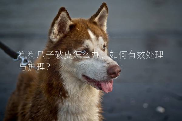 狗狗爪子破皮怎么辦，如何有效處理與護理？