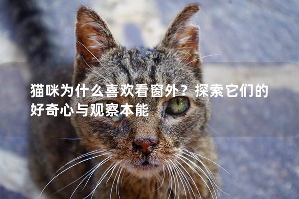 貓咪為什么喜歡看窗外？探索它們的好奇心與觀察本能