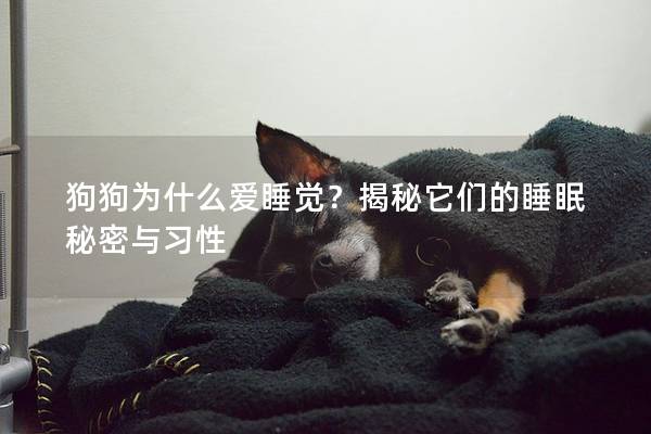 狗狗為什么愛(ài)睡覺(jué)？揭秘它們的睡眠秘密與習(xí)性