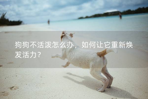 狗狗不活潑怎么辦，如何讓它重新煥發活力？