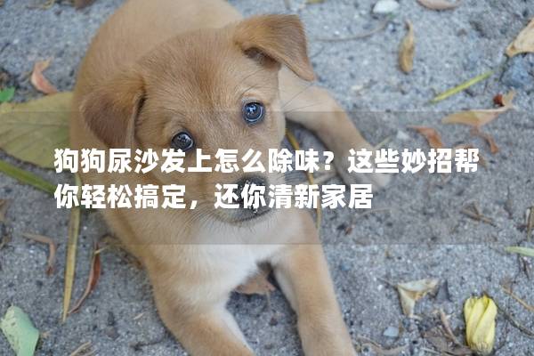 狗狗尿沙發上怎么除味？這些妙招幫你輕松搞定，還你清新家居