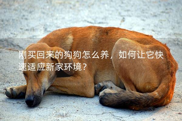 剛買回來的狗狗怎么養(yǎng)，如何讓它快速適應新家環(huán)境？