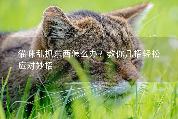 貓咪亂抓東西怎么辦？教你幾招輕松應對妙招