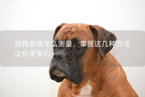 狗狗發(fā)燒怎么測量，掌握這幾種方法讓你更安心