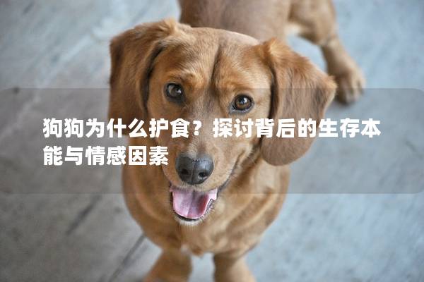 狗狗為什么護食？探討背后的生存本能與情感因素