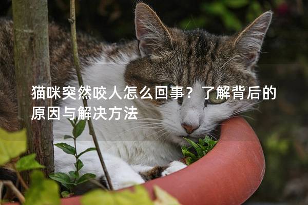 貓咪突然咬人怎么回事？了解背后的原因與解決方法