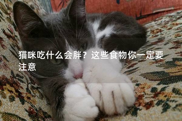 貓咪吃什么會胖？這些食物你一定要注意