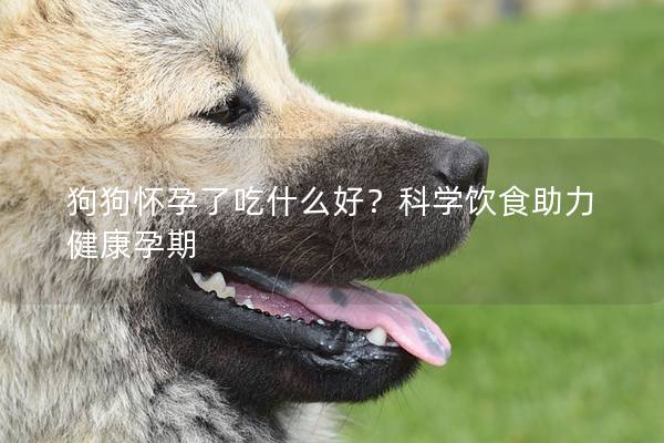 狗狗懷孕了吃什么好?科學飲食助力健康孕期 狗狗懷孕了吃什么好?科學飲食助力健康孕期