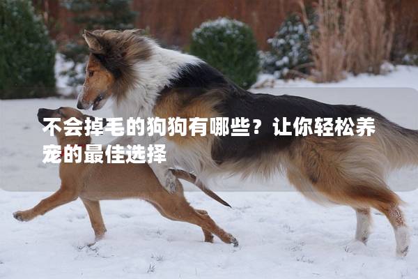 不會掉毛的狗狗有哪些？讓你輕松養寵的最佳選擇