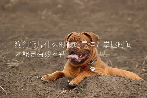 狗狗鈣片什么時候吃最佳？掌握時間才能更有效補鈣