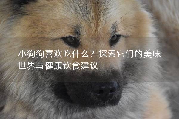 小狗狗喜歡吃什么?探索它們的美味世界與健康飲食建議 小狗狗喜歡吃什么?探索它們的美味世界與健康飲食建議