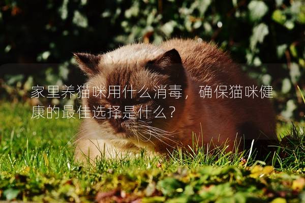 家里養貓咪用什么消毒，確保貓咪健康的最佳選擇是什么？