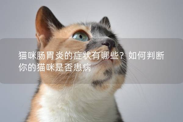 貓咪腸胃炎的癥狀有哪些？如何判斷你的貓咪是否患病