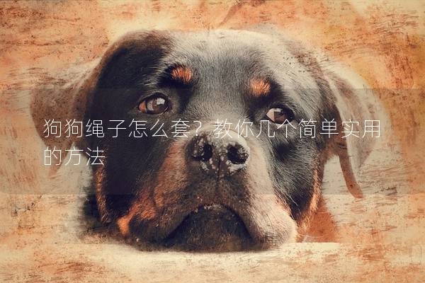 狗狗繩子怎么套？教你幾個簡單實用的方法