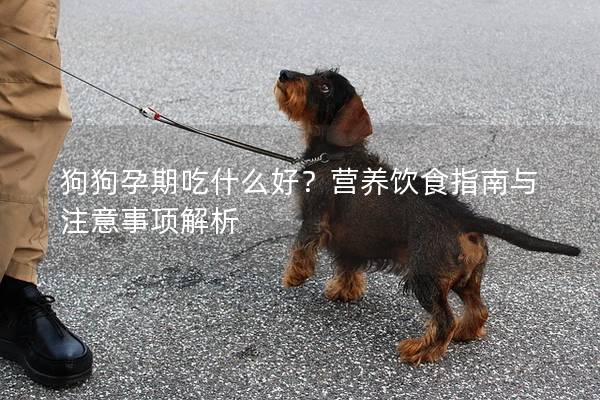 狗狗孕期吃什么好？營養飲食指南與注意事項解析