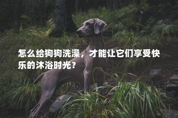 怎么給狗狗洗澡，才能讓它們享受快樂的沐浴時光？