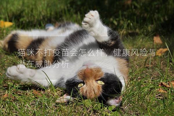貓咪不打疫苗會怎么樣，健康風險與潛在威脅分析