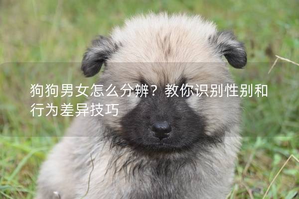 狗狗男女怎么分辨？教你識(shí)別性別和行為差異技巧