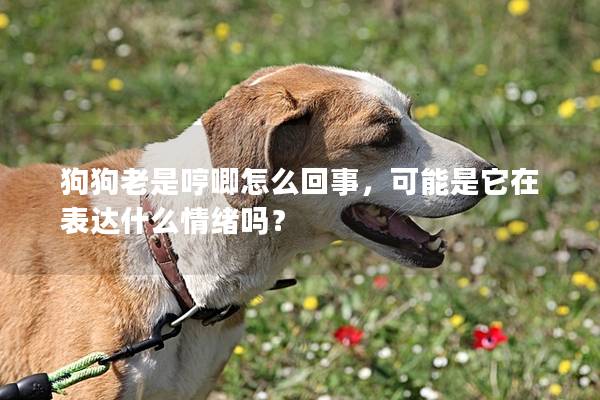 狗狗老是哼唧怎么回事，可能是它在表達什么情緒嗎？