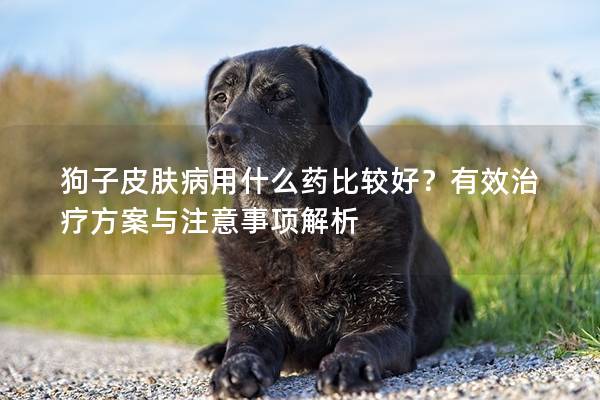 狗子皮膚病用什么藥比較好？有效治療方案與注意事項解析