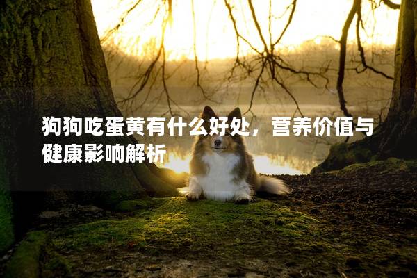 狗狗吃蛋黃有什么好處，營養價值與健康影響解析