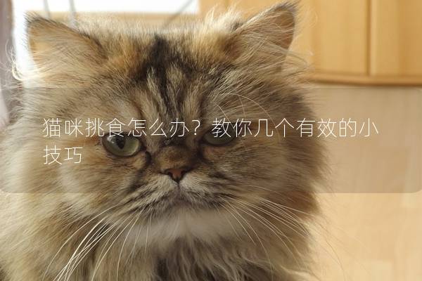 貓咪挑食怎么辦？教你幾個有效的小技巧