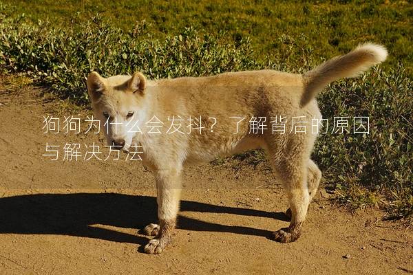 狗狗為什么會發抖？了解背后的原因與解決方法