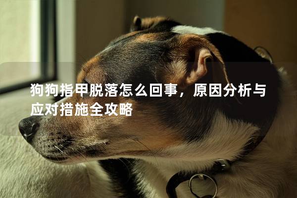 狗狗指甲脫落怎么回事，原因分析與應(yīng)對措施全攻略
