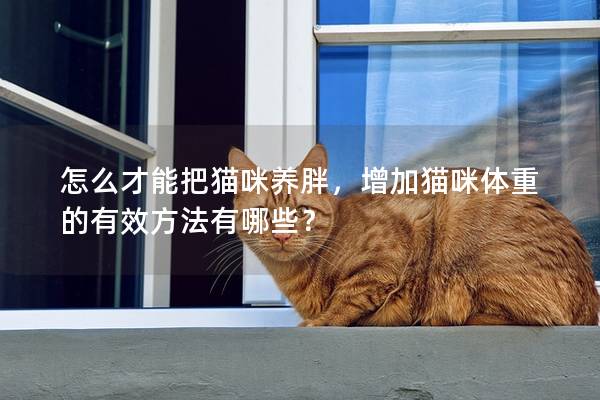 怎么才能把貓咪養(yǎng)胖，增加貓咪體重的有效方法有哪些？