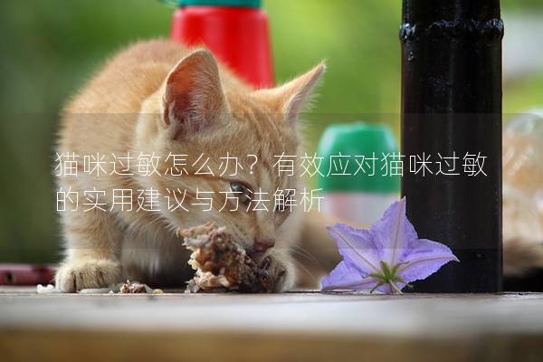 貓咪過敏怎么辦？有效應(yīng)對(duì)貓咪過敏的實(shí)用建議與方法解析