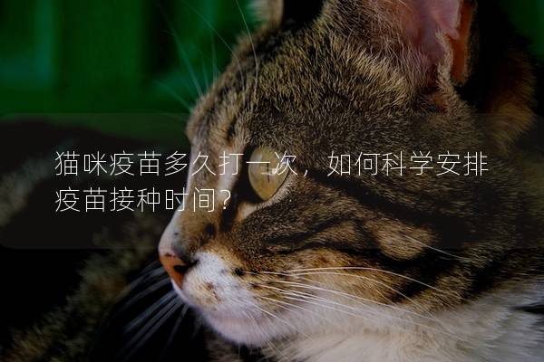 貓咪疫苗多久打一次，如何科學安排疫苗接種時間？