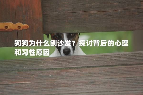 狗狗為什么刨沙發(fā)？探討背后的心理和習性原因