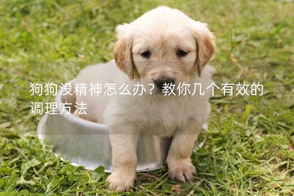 狗狗沒精神怎么辦？教你幾個有效的調(diào)理方法