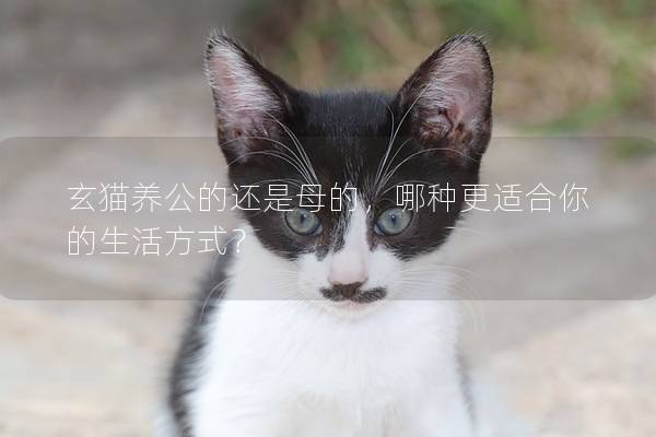 玄貓養公的還是母的,哪種更適合你的生活方式? 玄貓養公的還是母的,哪種更適合你的生活方式?