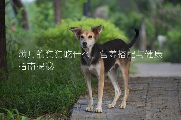 滿月的狗狗吃什么，營養搭配與健康指南揭秘