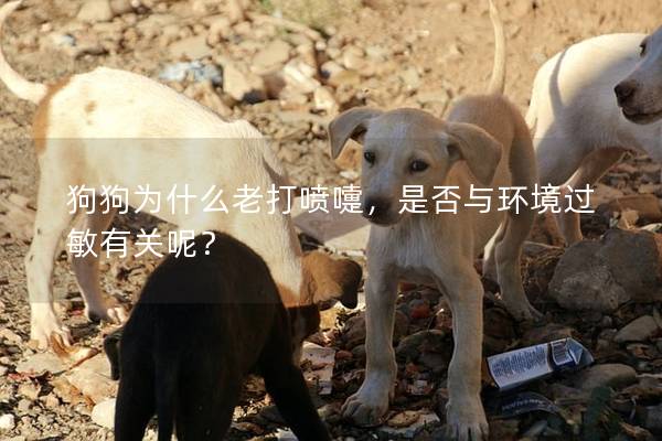 狗狗為什么老打噴嚏，是否與環境過敏有關呢？