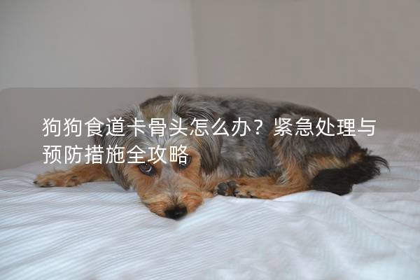 狗狗食道卡骨頭怎么辦？緊急處理與預防措施全攻略